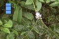 Scene 18_flighthss_HESPERIIDAE moving around flowers